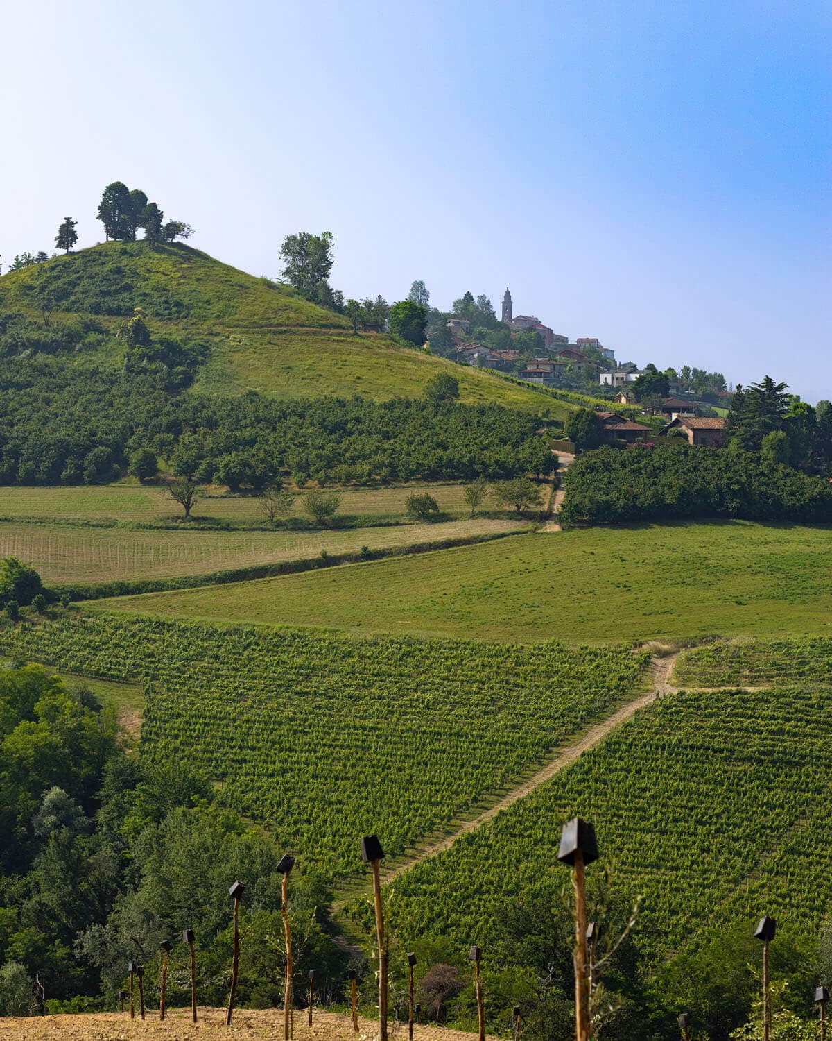 05_Meriggio-uliveto-21 05_Meriggio-uliveto-21