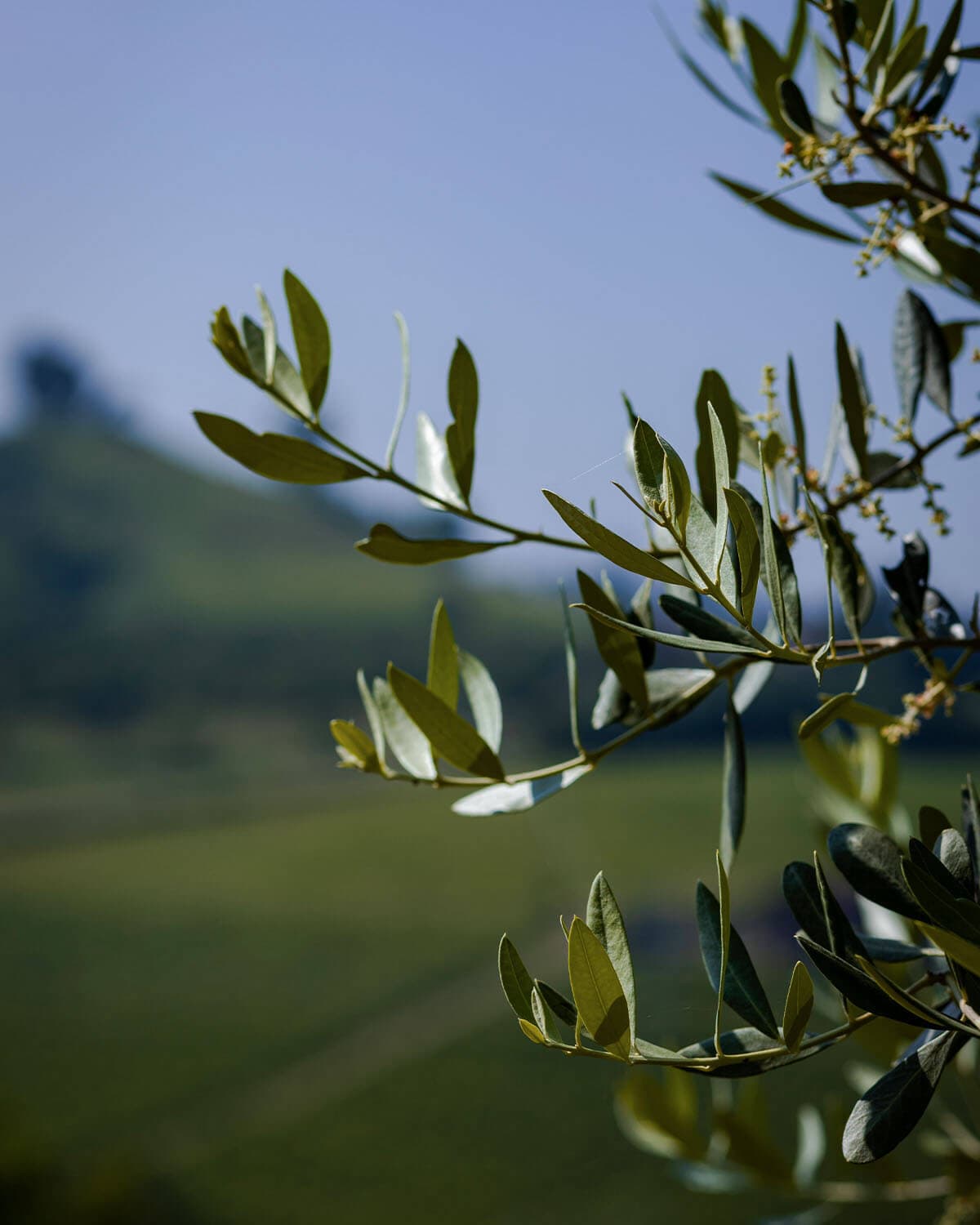 06_Meriggio-uliveto-44 06_Meriggio-uliveto-44