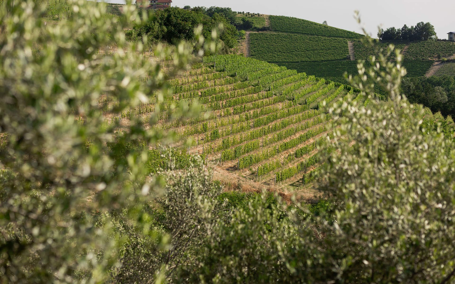 Meriggio_50